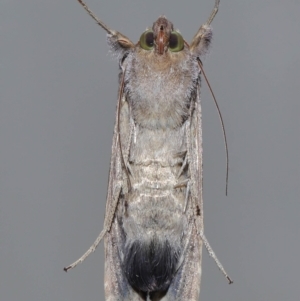 Chrysodeixis eriosoma at Wellington Point, QLD - suppressed