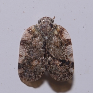 Scolypopa australis at Wellington Point, QLD - suppressed