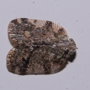 Scolypopa australis at Wellington Point, QLD - suppressed