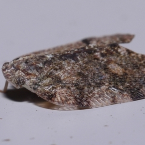 Scolypopa australis at Wellington Point, QLD - suppressed