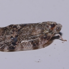 Scolypopa australis at Wellington Point, QLD - suppressed