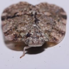 Scolypopa australis at Wellington Point, QLD - suppressed