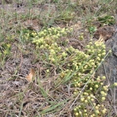 Scleranthus diander (Many-flowered Knawel) at Mount Painter - 8 Oct 2023 by dwise