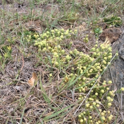 Scleranthus diander (Many-flowered Knawel) at Mount Painter - 8 Oct 2023 by dwise