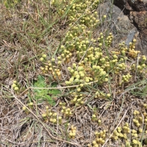 Scleranthus diander at Cook, ACT - 8 Oct 2023 12:24 PM