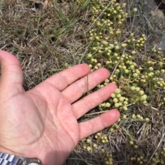 Scleranthus diander at Cook, ACT - 8 Oct 2023