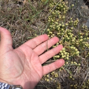 Scleranthus diander at Cook, ACT - 8 Oct 2023 12:24 PM