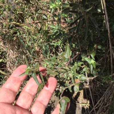 Pavonia hastata (Spearleaf Swampmallow) at Mount Painter - 8 Oct 2023 by dwise