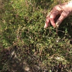 Einadia nutans subsp. nutans (Climbing Saltbush) at Cook, ACT - 8 Oct 2023 by dwise