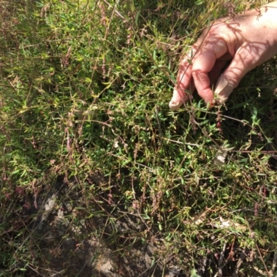 Einadia nutans subsp. nutans (Climbing Saltbush) at Mount Painter - 8 Oct 2023 by dwise