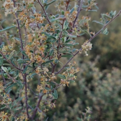 Pomaderris angustifolia (Pomaderris) at Stromlo, ACT - 10 Oct 2023 by BethanyDunne