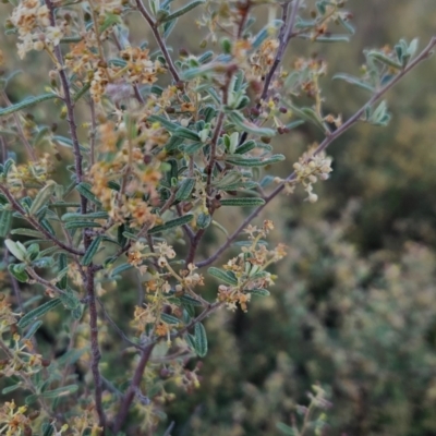 Pomaderris angustifolia (Pomaderris) at Stromlo, ACT - 11 Oct 2023 by BethanyDunne