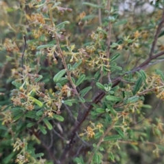 Pomaderris angustifolia at Stromlo, ACT - 11 Oct 2023