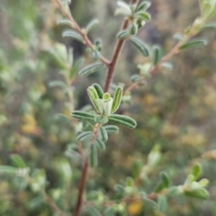 Pomaderris angustifolia at Stromlo, ACT - 11 Oct 2023 06:57 AM