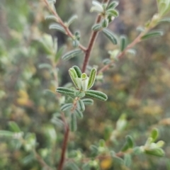 Pomaderris angustifolia at Stromlo, ACT - 11 Oct 2023