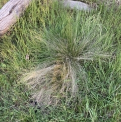 Nassella trichotoma (Serrated Tussock) at Watson, ACT - 10 Oct 2023 by waltraud