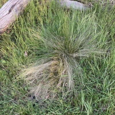 Nassella trichotoma (Serrated Tussock) at Watson, ACT - 10 Oct 2023 by waltraud