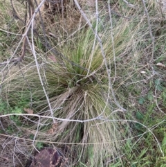 Nassella trichotoma at Watson, ACT - 10 Oct 2023