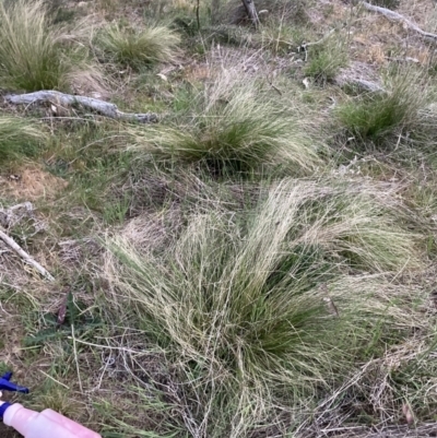 Nassella trichotoma (Serrated Tussock) at Watson, ACT - 10 Oct 2023 by waltraud