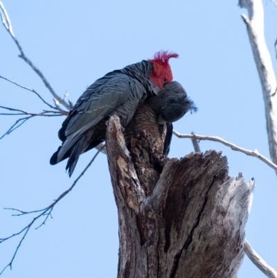 Callocephalon fimbriatum (Gang-gang Cockatoo) at Wingecarribee Local Government Area - 8 Oct 2023 by Aussiegall