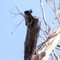 Callocephalon fimbriatum at Penrose, NSW - suppressed