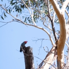 Callocephalon fimbriatum at Penrose, NSW - suppressed