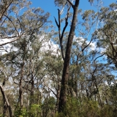 Callocephalon fimbriatum at Penrose, NSW - suppressed