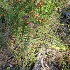 Daviesia ulicifolia subsp. ruscifolia at Rendezvous Creek, ACT - 11 Oct 2023