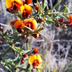 Daviesia ulicifolia subsp. ruscifolia at Rendezvous Creek, ACT - 11 Oct 2023