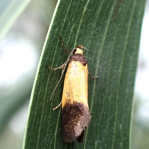 Merocroca automima at Cook, ACT - 5 Oct 2023 09:23 AM