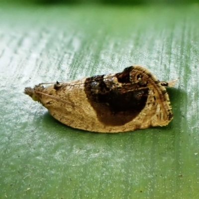 Acroceuthes metaxanthana (Dog-faced Bell Moth) at Cook, ACT - 6 Oct 2023 by CathB