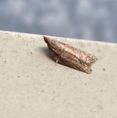 Tortricinae (subfamily) (A tortrix moth) at Aranda, ACT - 10 Oct 2023 by Jubeyjubes