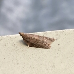 Tortricinae (subfamily) at Aranda, ACT - 10 Oct 2023 06:54 PM