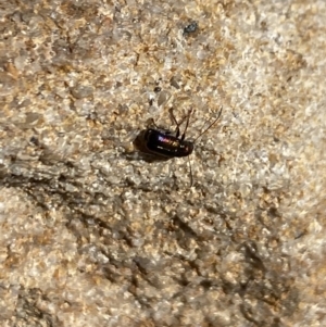 Aporocera sp. (genus) at Aranda, ACT - 7 Oct 2023