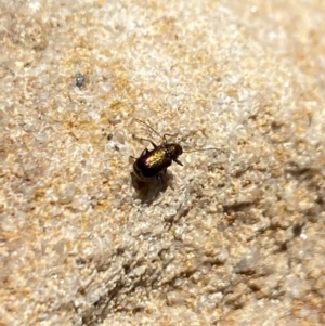 Aporocera sp. (genus) at Aranda, ACT - 7 Oct 2023