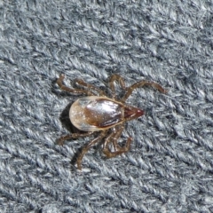 Ixodes sp. (genus) (A hard bodied tick) at QPRC LGA - 10 Oct 2023 by arjay