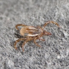 Ixodes sp. (genus) at Charleys Forest, NSW - suppressed