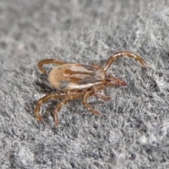 Ixodes sp. (genus) at Charleys Forest, NSW - 11 Oct 2023