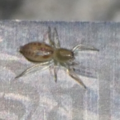 Clubiona sp. (genus) (Unidentified Stout Sac Spider) at QPRC LGA - 10 Oct 2023 by arjay