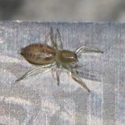 Clubiona sp. (genus) (Unidentified Stout Sac Spider) at QPRC LGA - 10 Oct 2023 by arjay