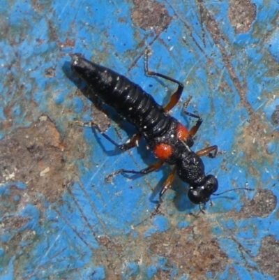 Stenus pustulifer (A semiaquatic rove beetle) at Charleys Forest, NSW - 10 Oct 2023 by arjay