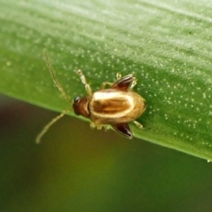 Arsipoda sp. (genus) at Cook, ACT - suppressed