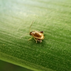 Arsipoda sp. (genus) at Cook, ACT - suppressed