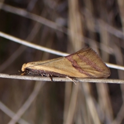 Coeranica isabella (A Concealer moth) at Cook, ACT - 8 Oct 2023 by CathB