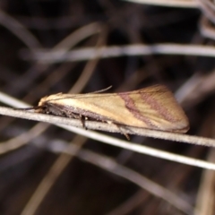 Coeranica isabella at Cook, ACT - 8 Oct 2023