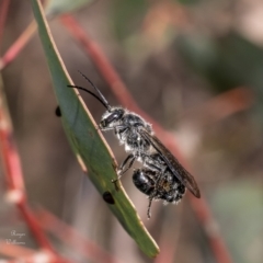 Thynninae (subfamily) (Smooth flower wasp) at Black Mountain - 9 Oct 2023 by Roger