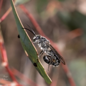 Thynninae (subfamily) at Canberra Central, ACT - 10 Oct 2023