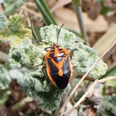 Agonoscelis rutila (Horehound bug) at Belconnen, ACT - 8 Oct 2023 by CathB