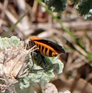 Agonoscelis rutila at Belconnen, ACT - 8 Oct 2023 11:28 AM