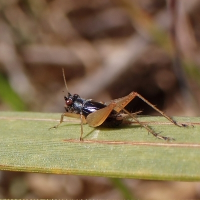 Trigonidium sp. (genus) (A Sword-tail Cricket) at Belconnen, ACT - 8 Oct 2023 by CathB